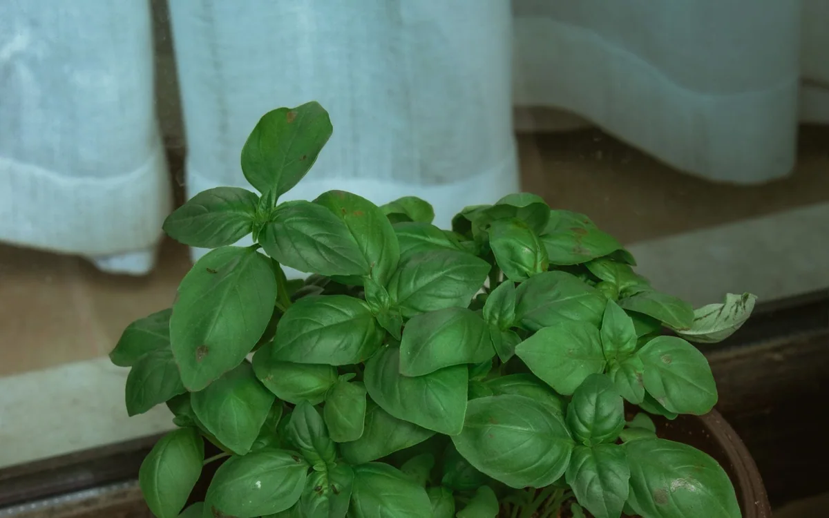 A home cook harvesting fresh basil from a compact indoor herb garden