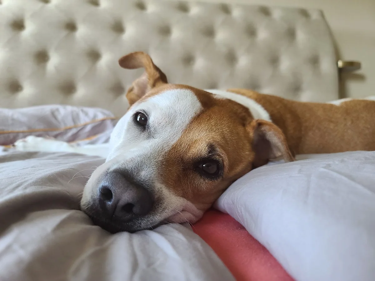 A textured accent chair in a lived-in living room with a dog resting nearby