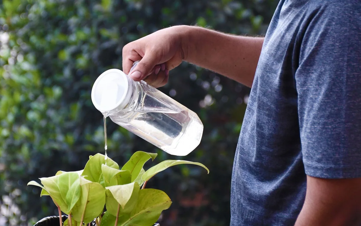 A first-time gardener filling and watering a raised herb bed